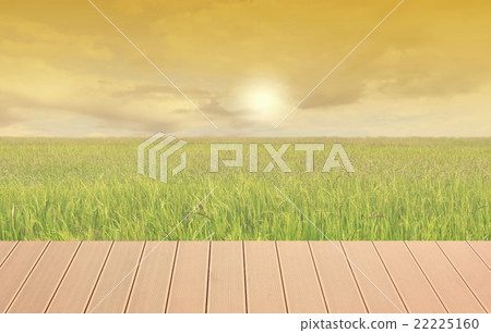 Rice fields 22225160