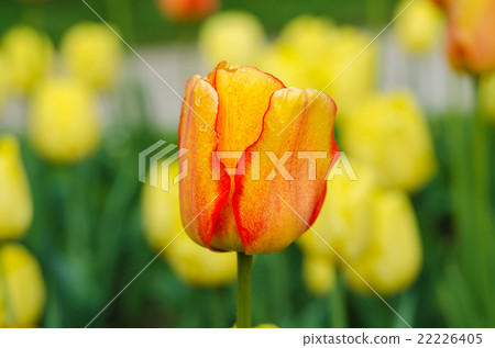 Yellow and red flowers Yellow and red flowers 22226405