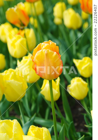 Yellow and red flowers Yellow and red flowers 22226407