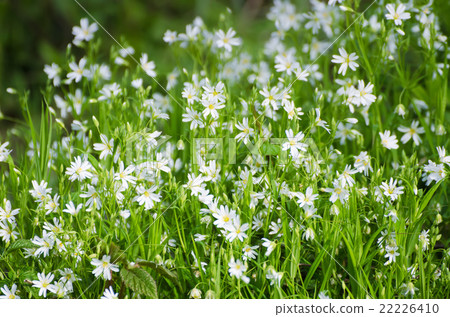 White spring flowers White spring flowers 22226410