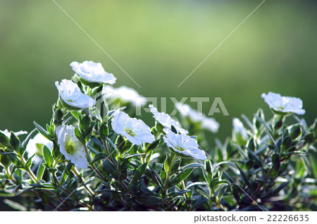 阿雷納利亞·蒙大拿州 阿雷納利亞·蒙大拿州 22226635
