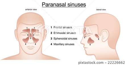 Paranasal Sinuses Anterior Lateral Stock Illustration