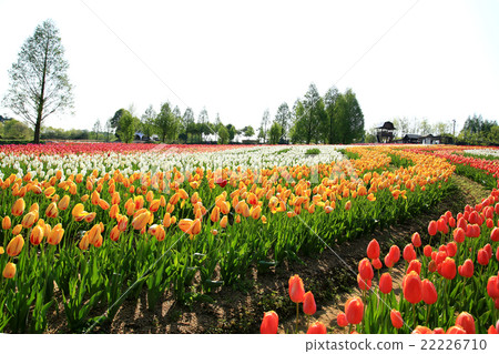 Cut-off field 275 Cut-off field 275 22226710