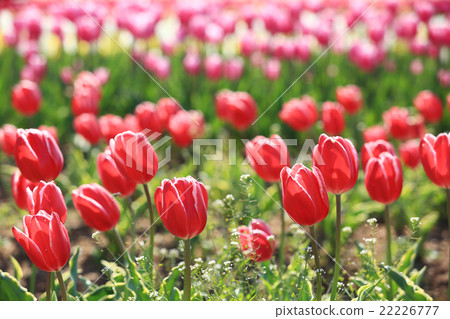 切割場432 22226777