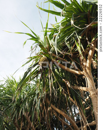 Adan who grows a lot on Fusaki Beach in Ishigakijima, Okinawa 22226932