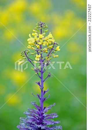 Habotan flowers 22227487