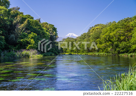 Kakidagawa春天和富士山被新鮮的綠色包圍 22227516