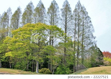 Fresh green forest park 22227521