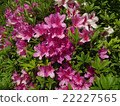 Azalea 22227565
