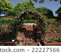 Roses 11 22227566