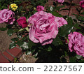 Roses 12 22227567