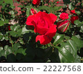 Roses 13 22227568