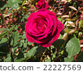 Roses 14 22227569