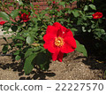 Roses 15 22227570