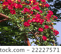 Roses 16 22227571