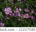 Astragalus 3 22227580
