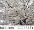 Cherry Blossoms   22227581