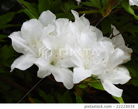 Azalea (Satsuki) 22228038