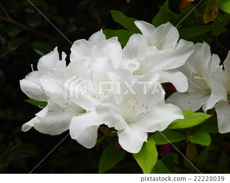Azalea (Satsuki) 22228039