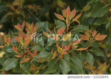 天然植物樟樹，4月中旬，紅色和黃綠色的幼葉立刻發芽 22228043