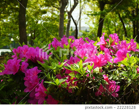 Azalea (Satsuki) Azalea (Satsuki) 22228128