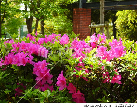 杜鵑花(小月) 杜鵑花(小月) 22228129