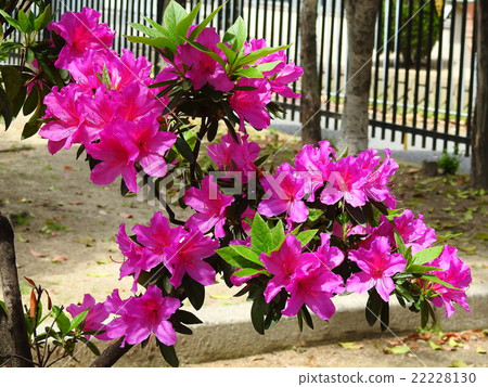 Azalea (Satsuki) Azalea (Satsuki) 22228130