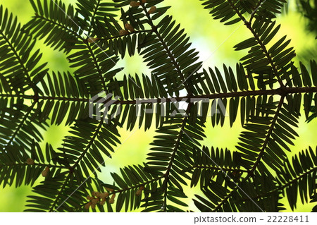 天然植物Kaya，鋒利的葉子像針一樣鋒利，足以刺傷皮膚。在不同的性別可以看到雄花 22228411