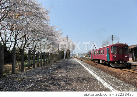 Cherry blossoms and trains at Nagara Railway Tomi station Cherry blossoms and trains at Nagara Railway Tomi station 22228453
