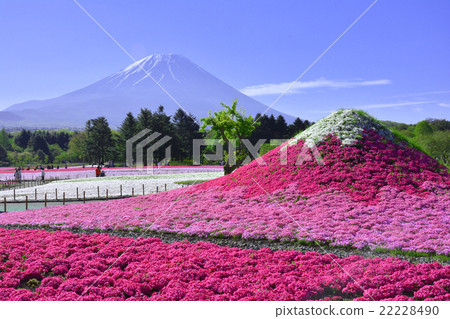 富士柴葉櫻花節 22228490