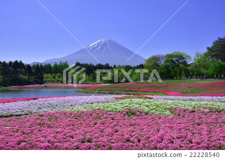 Fuji Shiba cherry-blossom Festival 22228540