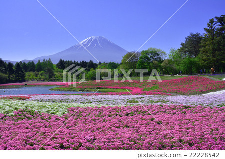Fuji Shiba cherry-blossom Festival Fuji Shiba cherry-blossom Festival 22228542