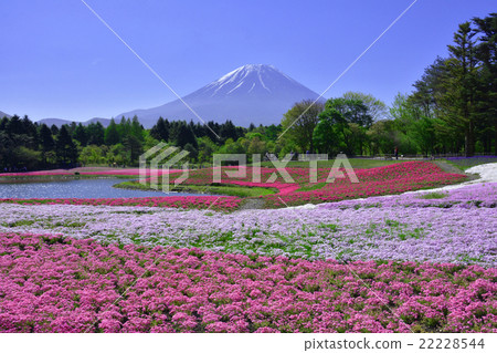 Fuji Shiba cherry-blossom Festival Fuji Shiba cherry-blossom Festival 22228544