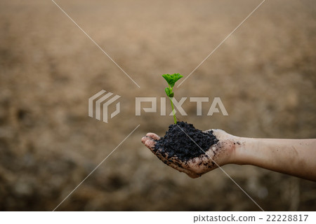plant in hands 22228817