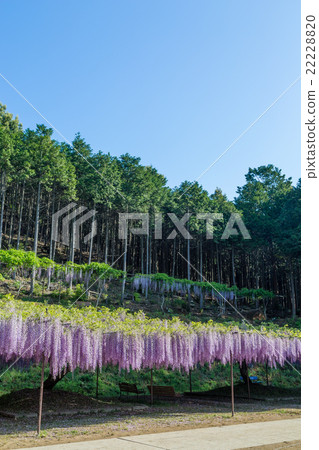 Shirakuji Temple 22228820