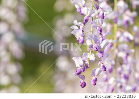  紫藤花 22228830