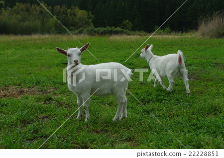 Two white goats running around in the southern Aso grassland 22228851