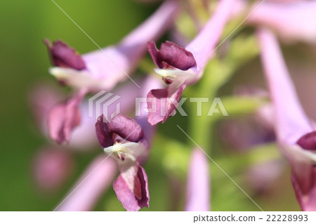 Natural plant Murasakikeman, flowers in an unusual shape in early summer can bloom diagonally downward ① Natural plant Murasakikeman, flowers in an unusual shape in early summer can bloom diagonally downward ① 22228993