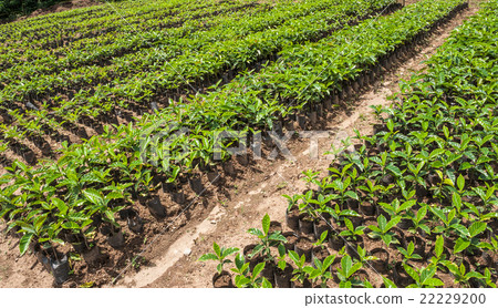 Organic Coffee for sale. Finca Organic Coffee 22229200