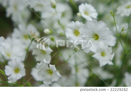 Kasumisou 22229282
