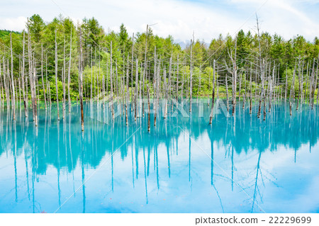 藍塘·北海道·美瑛 22229699