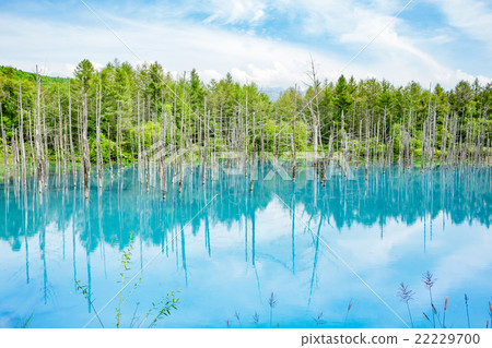 藍塘·北海道·美瑛 22229700