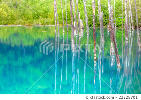 藍塘·北海道·美瑛 22229701