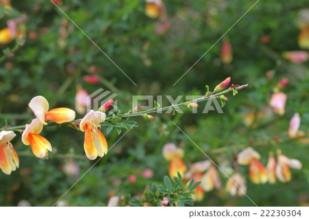 Flower of Hobeniidisida Flower of Hobeniidisida 22230304