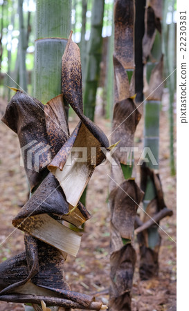 竹林毛竹竹皮 22230381