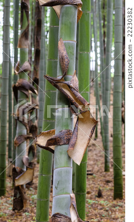 竹林毛竹竹皮 竹林毛竹竹皮 22230382