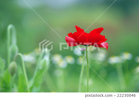 罌粟 罌粟 22230846