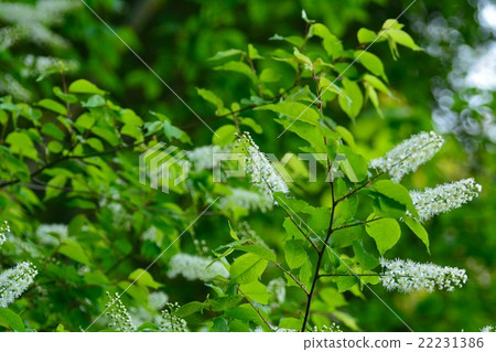 Uwamizuzakura 22231386