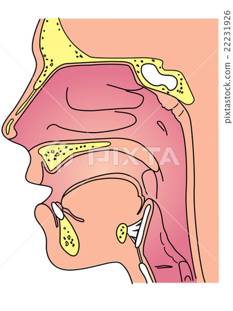Pharyngeal structure 22231926
