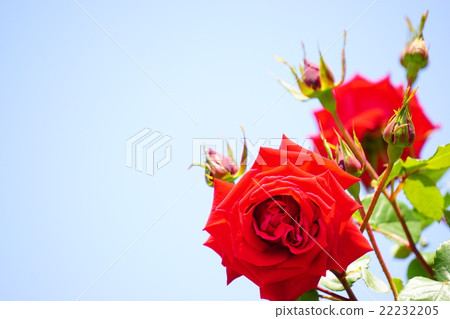 紅玫瑰和藍藍的天空 22232205